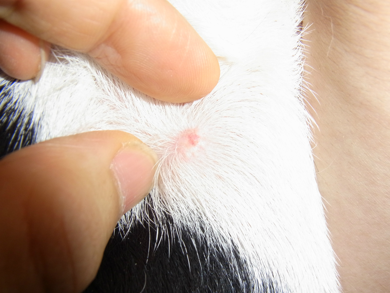 進行性全身性肥満細胞症