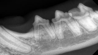 IM-0001-0006-e1598435496510-