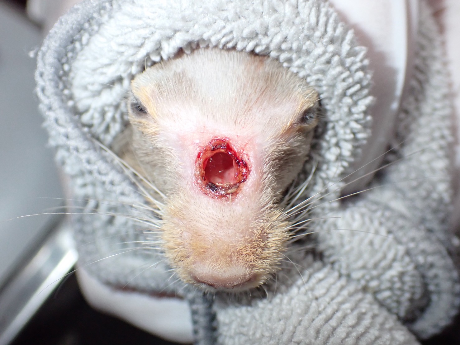 デグーの円鋸術による鼻骨開窓の術後症例写真