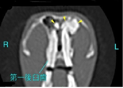 デグーのCT検査画像 正面（第一後臼歯と鼻道閉塞の評価）