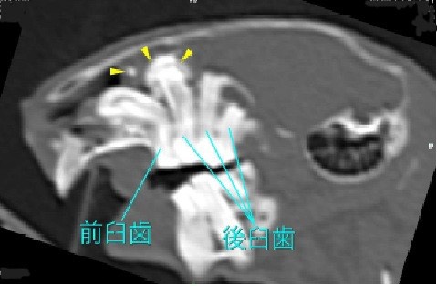 デグーのCT検査画像 側面（前臼歯・後臼歯とオドントーマの評価）