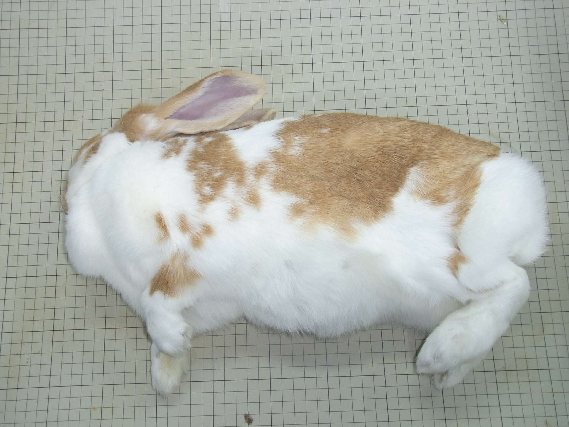 お腹が膨らんでいるウサギ