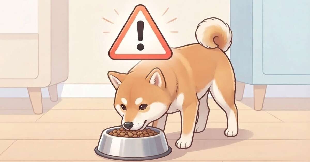 ごはんを食べる犬