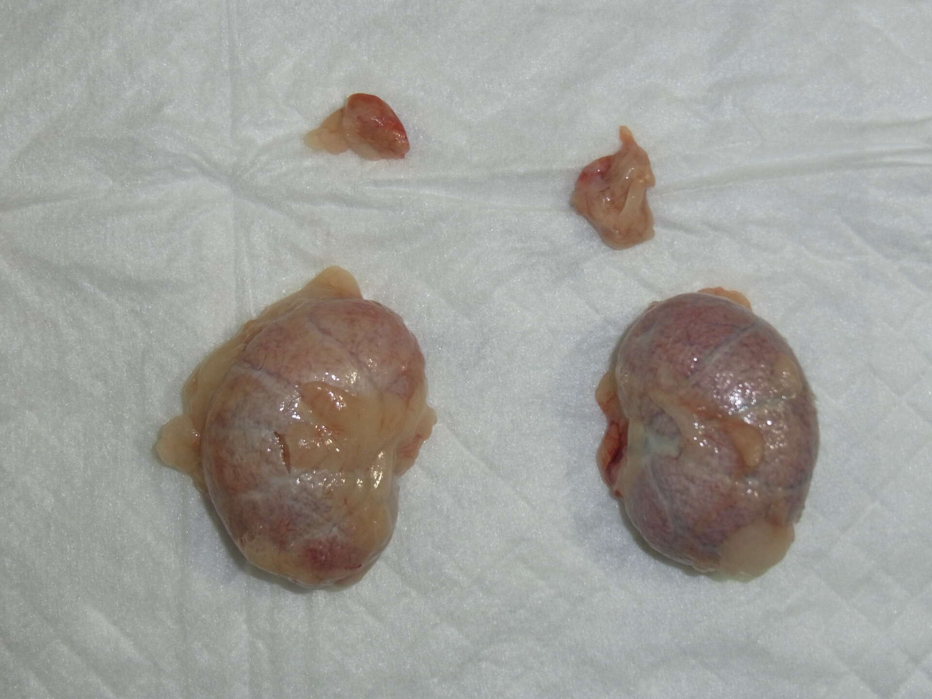 慢性腎臓病により変形した猫の腎臓