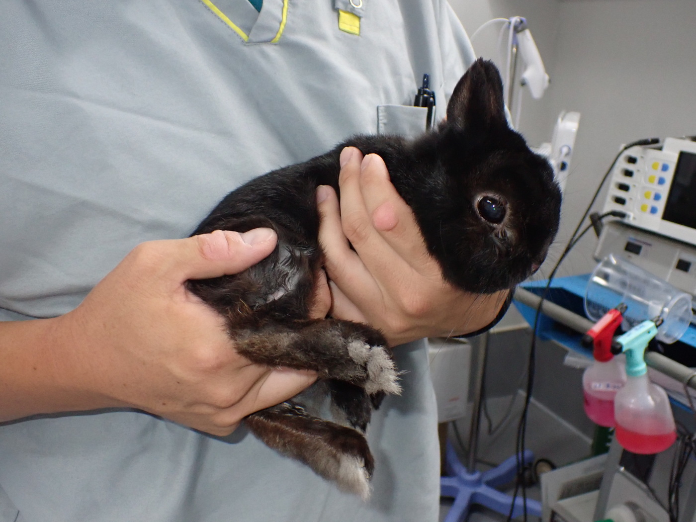 ウサギの採血の様子
