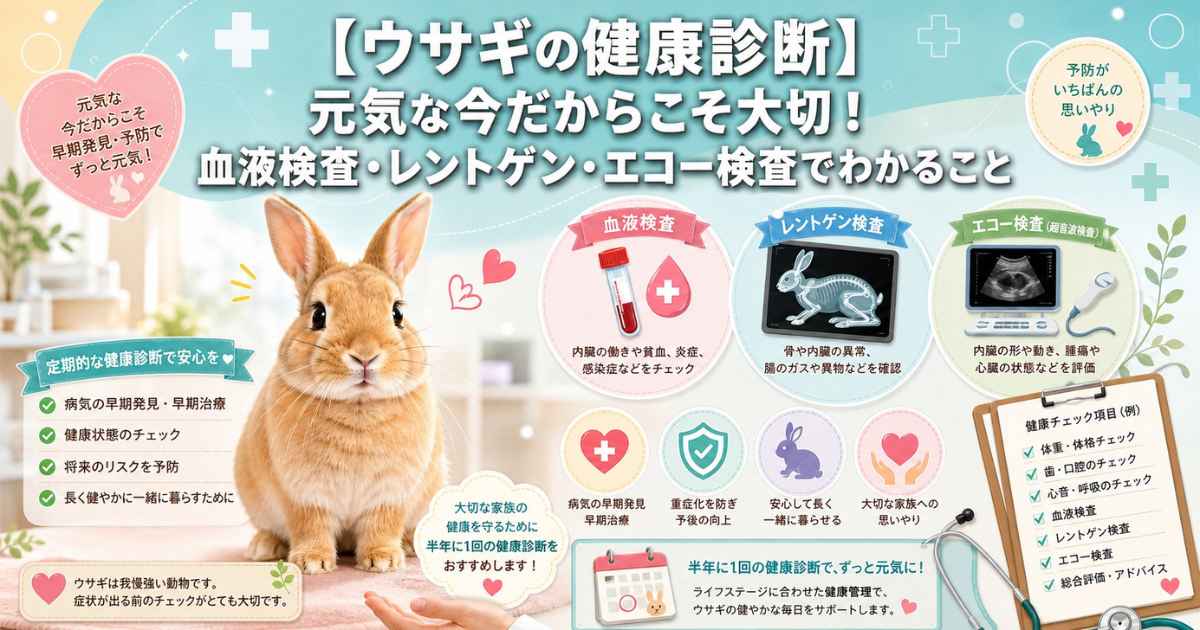 【ウサギの健康診断】元気な今だからこそ大切！血液検査・レントゲン・エコー検査でわかること