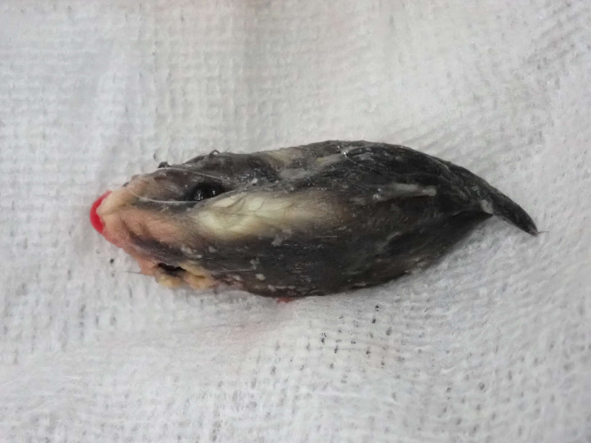 実際に誤飲されたネズミのおもちゃ