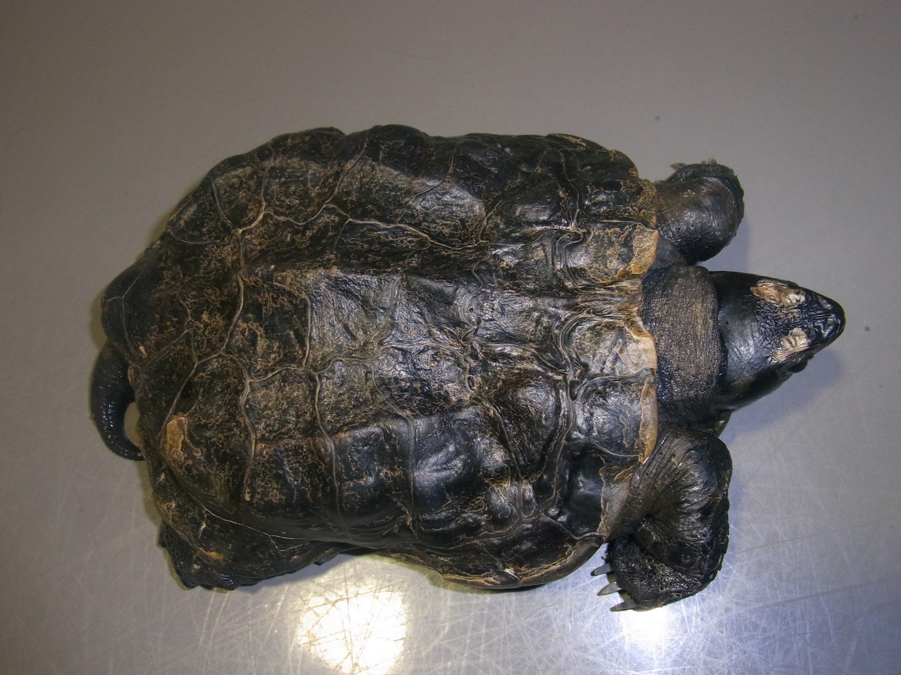 甲羅の変形 クサガメ